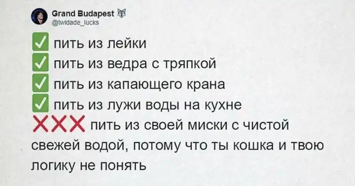 Люди рассказывают, как пьют их коты. И логику этих пушистых паршивцев вам точно не понять