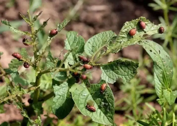 Колорадский жук: Как этот вредитель захватил весь мир?