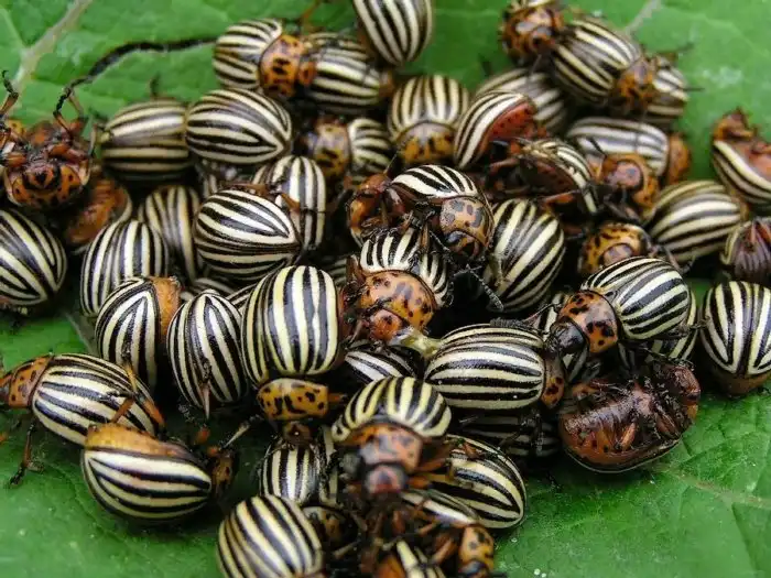 Колорадский жук: Как этот вредитель захватил весь мир?