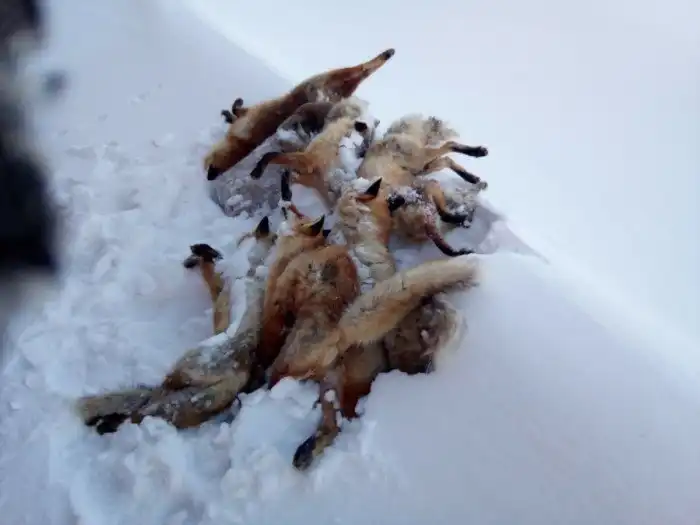 Как глупость боролась с бешенством, и к чему это привело