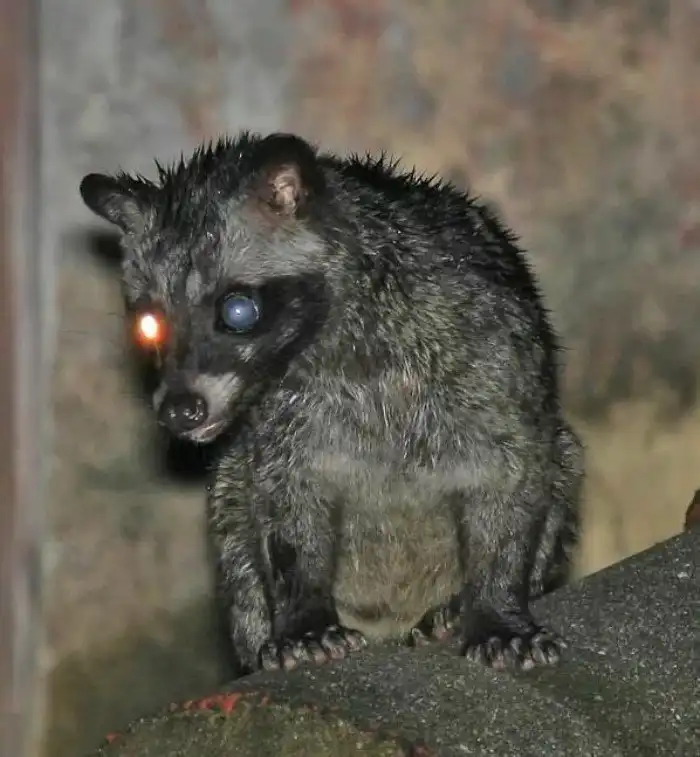 Мусанг: Зверь, чьи какашки стоят дороже золота