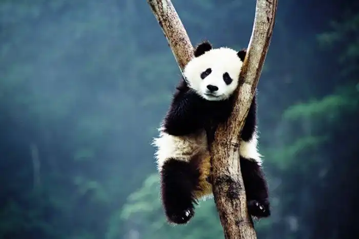 4 странных и… неприличных факта о животных