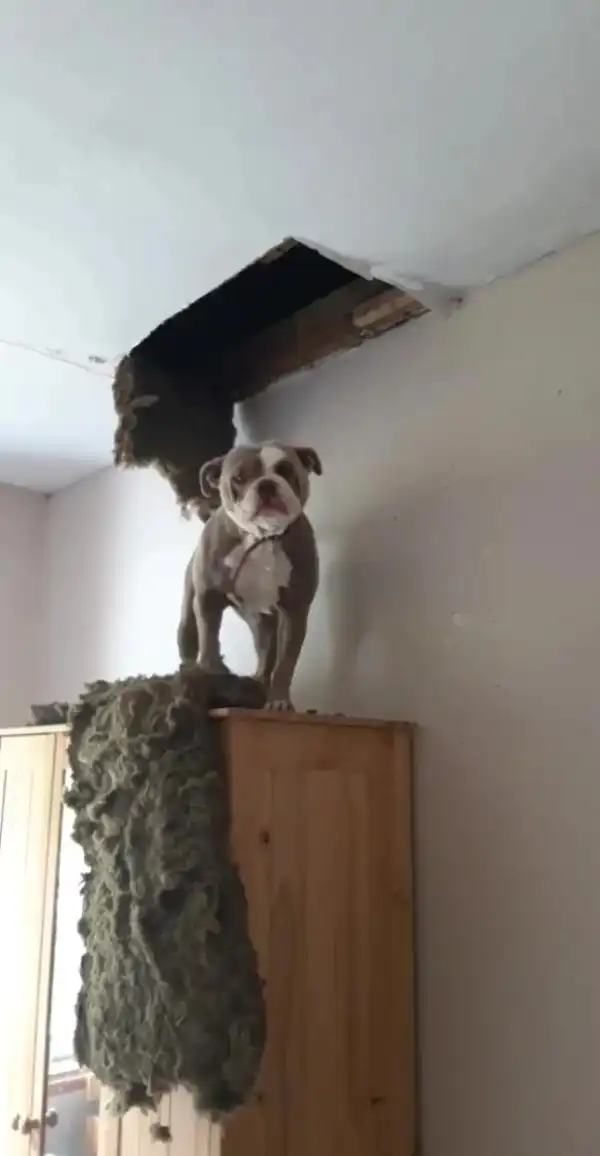 Щенок немного похулиганил