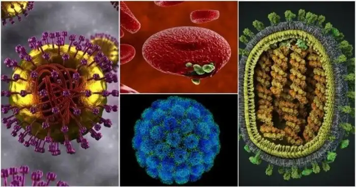 20 мерзких, гадких, опасных, страшных и ужасных: взгляд в микроскоп