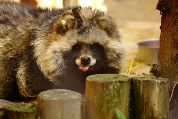 Енотовидная собака: Гибрид собаки и енота, захвативший Россию