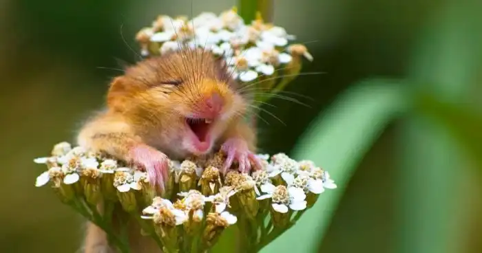 Орешниковая соня: Умрёт этой зимой с вероятностью в 70%