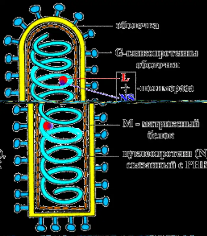Что происходит, когда человек заражается бешенством?