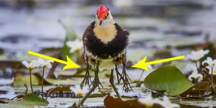 Австралийская Якана: Почему у этих птиц 5 пар конечностей?