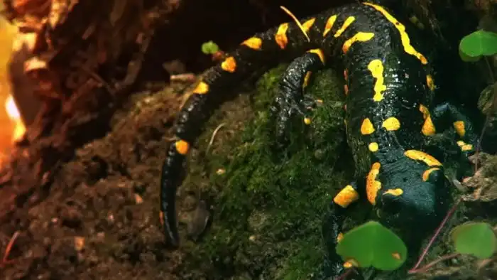 Огненная саламандра: Средневековое мракобесие снова в тренде