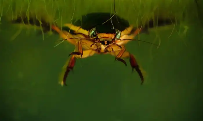 Жук плавунец: Самый страшный обитатель русских озер