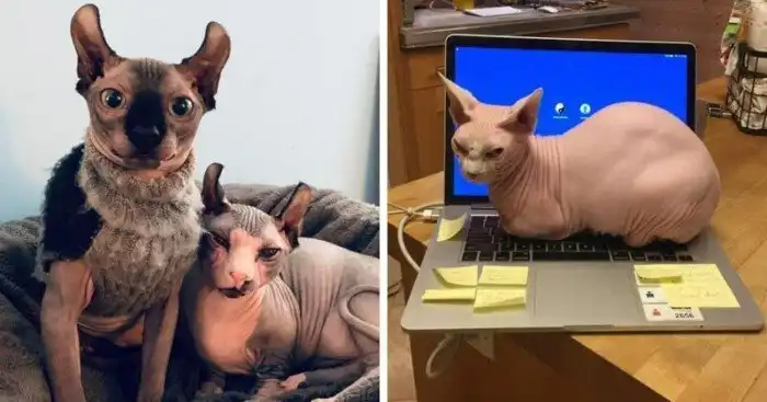 25 ярких доказательств того, что сфинксы — самая особенная порода кошек