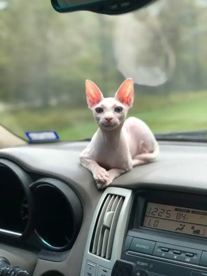 25 ярких доказательств того, что сфинксы — самая особенная порода кошек