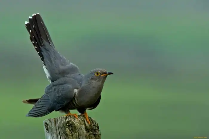 Обыкновенная кукушка: Наикрутейший аферист в истории животного мира
