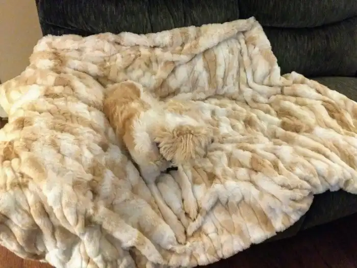 18 снимков замаскировавшихся домашних животных, которых сложно найти и легко потерять