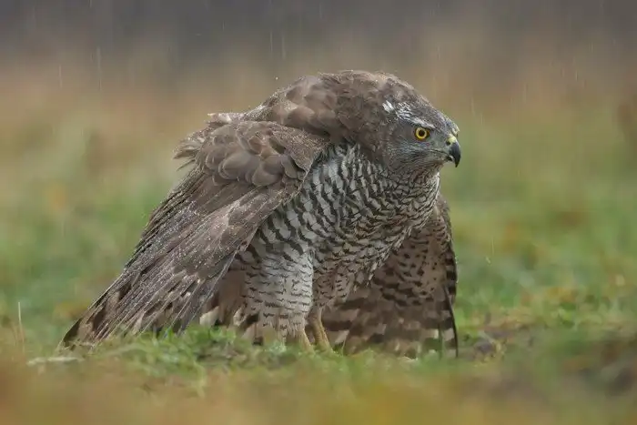 Ястреб-Тетеревятник: Идеальный фитнес-тренер для птиц