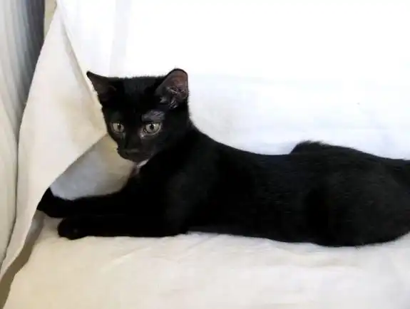 Отдам котёнка Асю