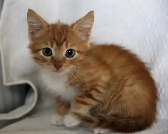 Отдам котёнка мальчика