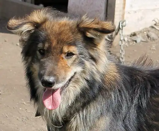 Отдам собачку Нильса