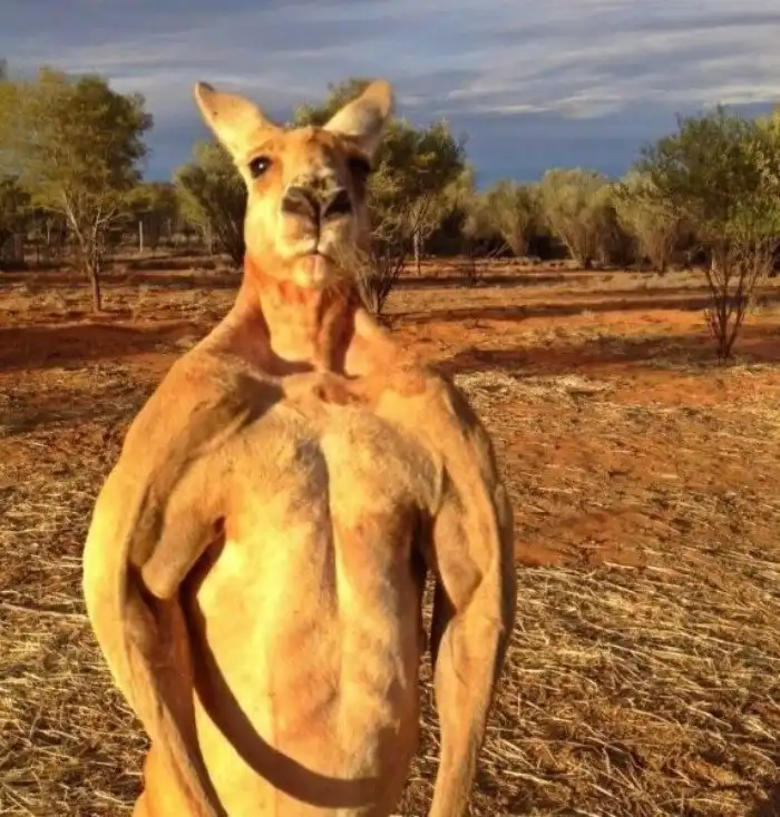 Рыжий Кенгуру: Что на самом деле творится у них в сумке?