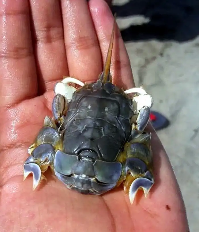 Кротовый краб: Переходная форма между крабом и креветкой