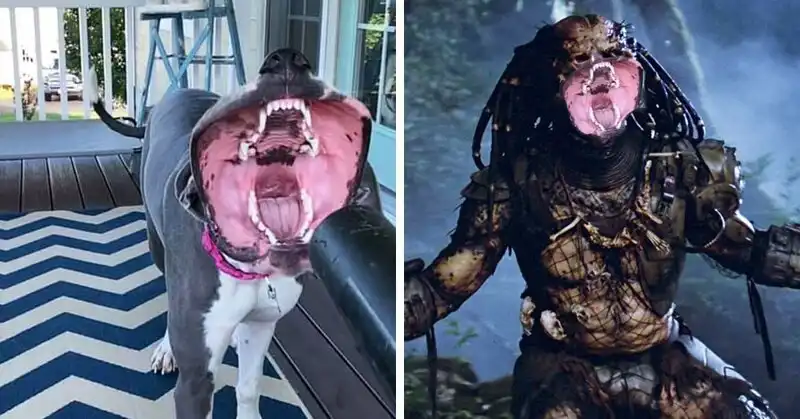 Ловец воздуха: Пёс стал героем всех ужастиков благодаря фотошоперам