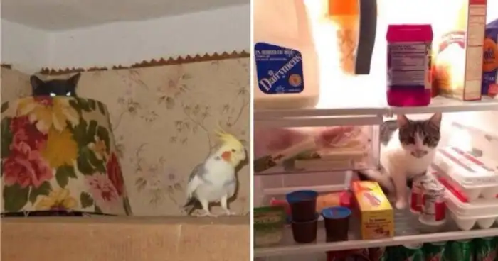 15 снимков уморительных животных, которых подловили в нужный момент