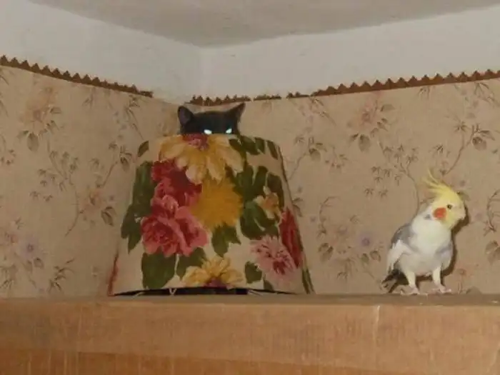 15 снимков уморительных животных, которых подловили в нужный момент