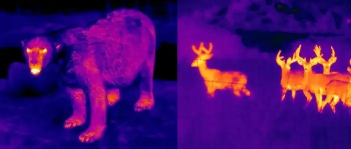 Почему инфракрасные камеры не улавливают белых медведей