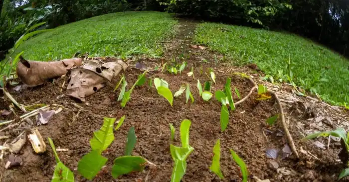 Листорез: Мясные побоища во славу коммунизма