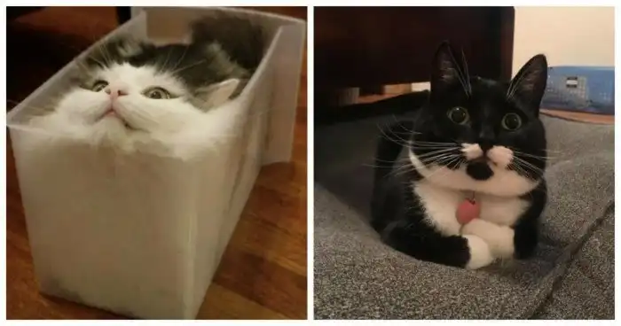 21 доказательство, что кошки - высшие существа на планете