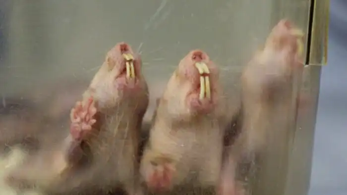 Голый землекоп: Животные, которые победили рак