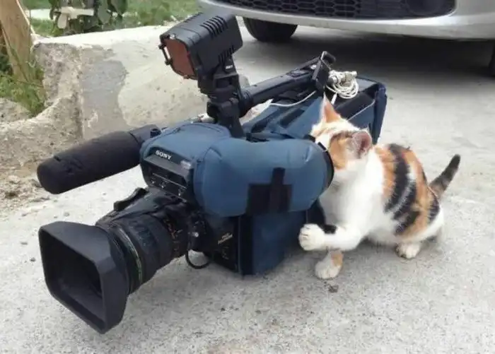 19 забавных котов-работяг, которые с нетерпением ждали вечер пятницы