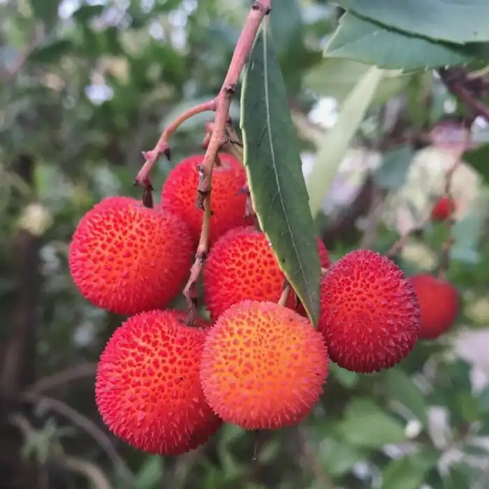 Земляничное дерево