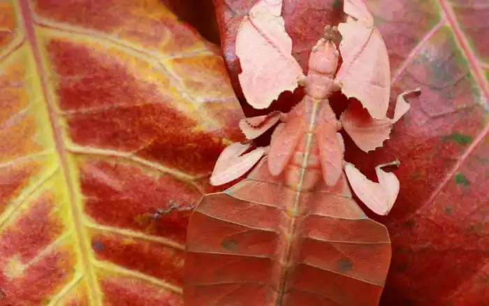 Листотел: Почему некоторые листья живут сами по себе?