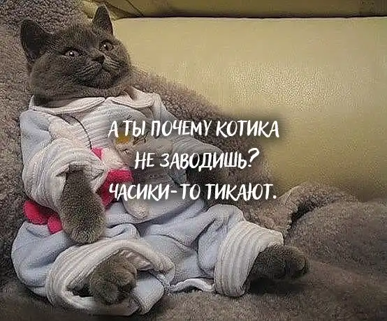 Никаких кэтфри: пользовательниц Сети с помощью мемов убеждают завести котов