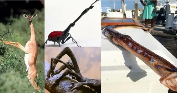 10 самых длинных, тонких, плоских и странных