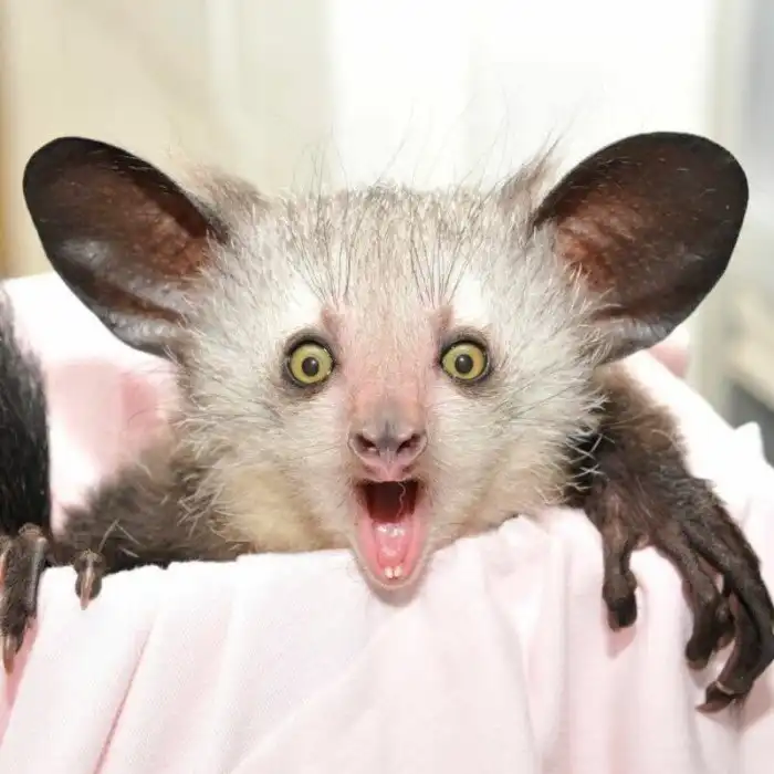 10 самых длинных, тонких, плоских и странных