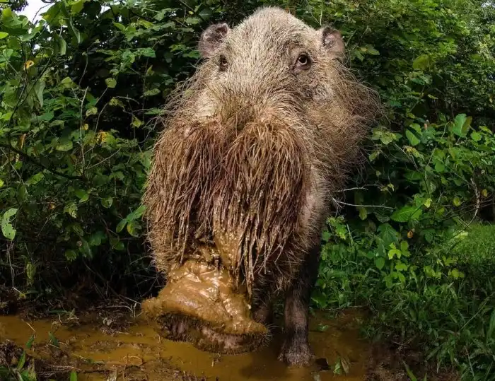 Бородатая свинья: Современный идол модельного бизнеса
