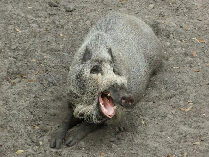 Бородатая свинья: Современный идол модельного бизнеса