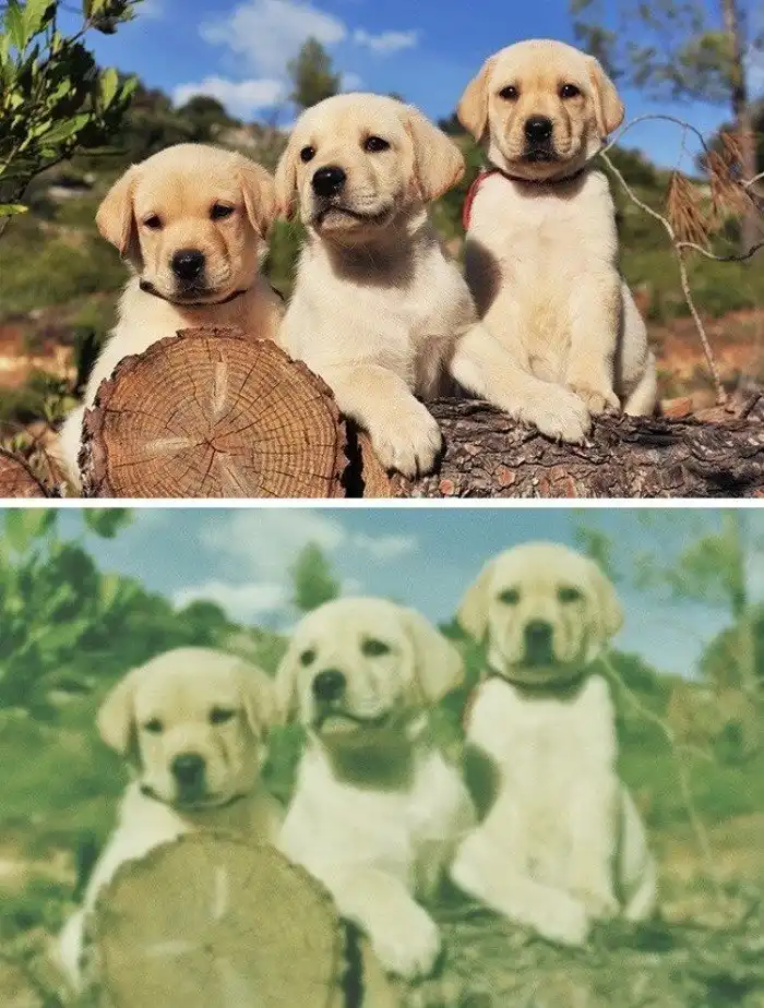 Как выглядит мир глазами животных