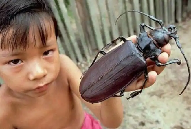 Огромнейшие жуки нашей планеты, которые напугают кого угодно