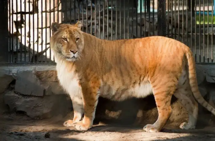 Лигры — самые крупные кошки в мире