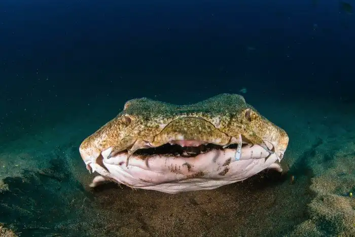 Почему акулы пережили динозавров?