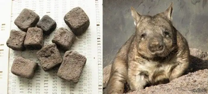 Самые бесполезные и сомнительные научные достижения 2019 года