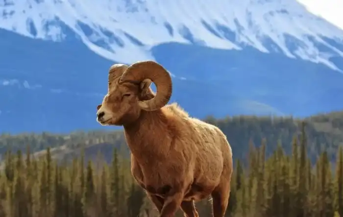 Ах, вы ж архаровцы такие!? Откуда взялись «архаровцы»