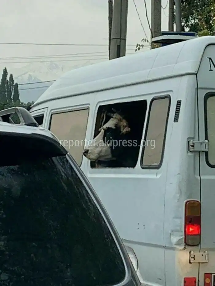 Маршрутка — вот мой выбор