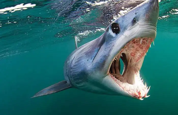 Мако – самая быстрая и агрессивная акула