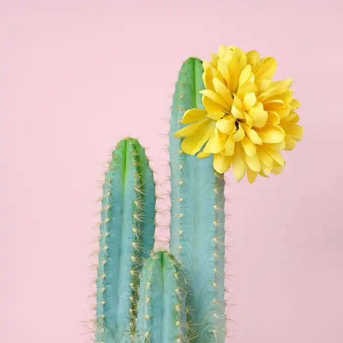 Как растения защищаются от животных и насекомых