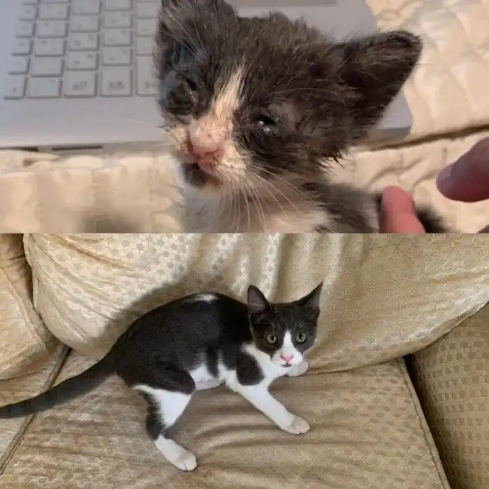 15 котов и собак до и после того, как они попали в заботливые руки новых хозяев