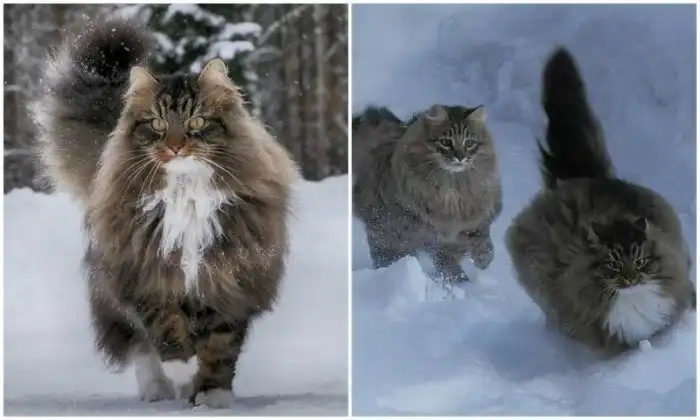 Крутость зашкаливает: финка показала своих шикарных северных котов